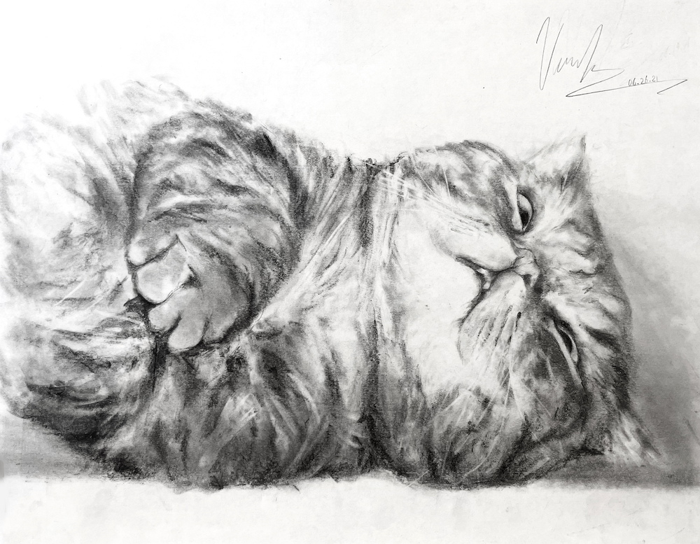 Lazy Cat