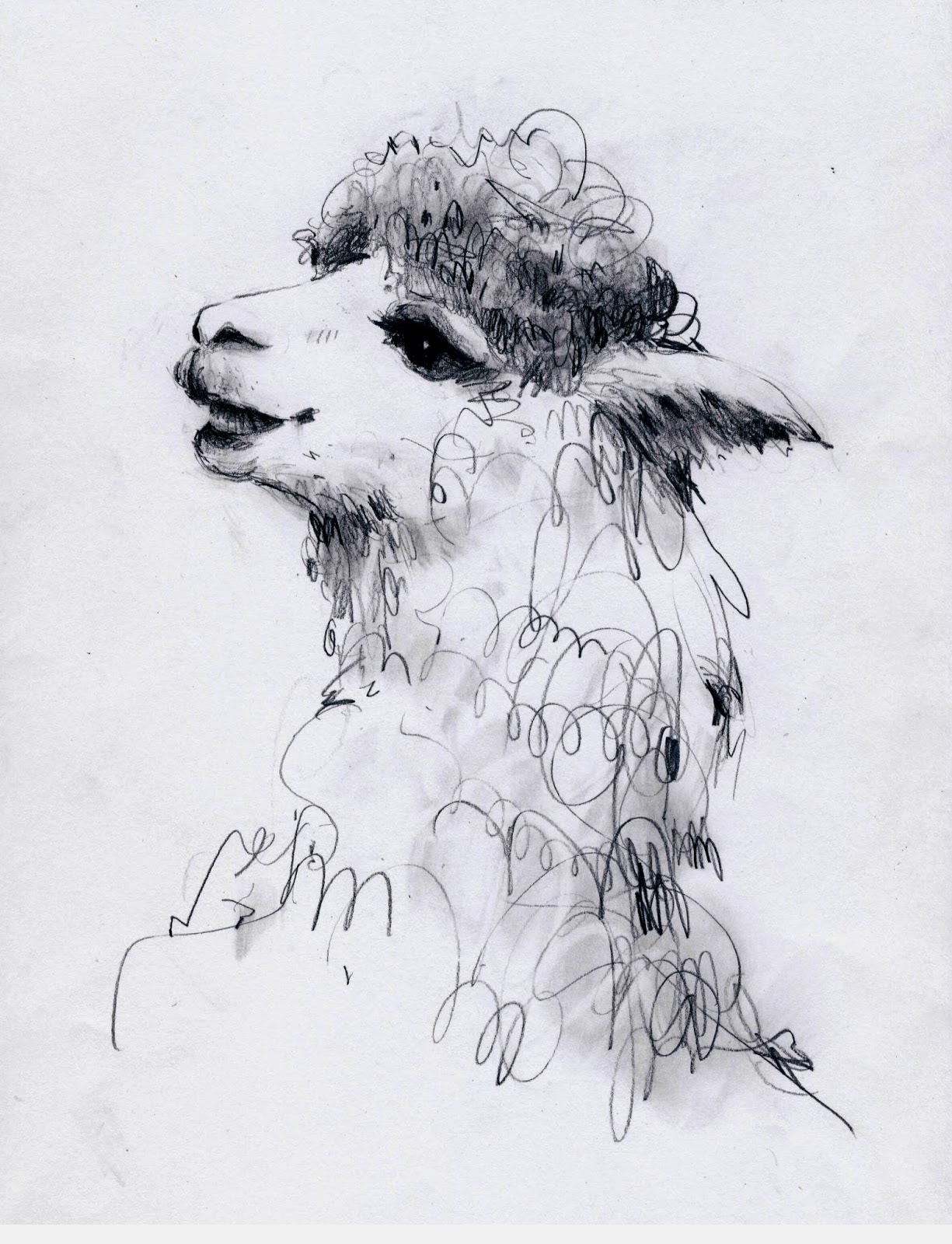 Alpaca Llama