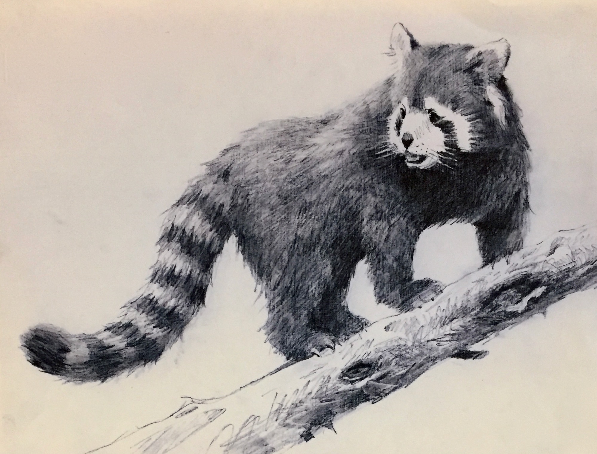 Red Panda
