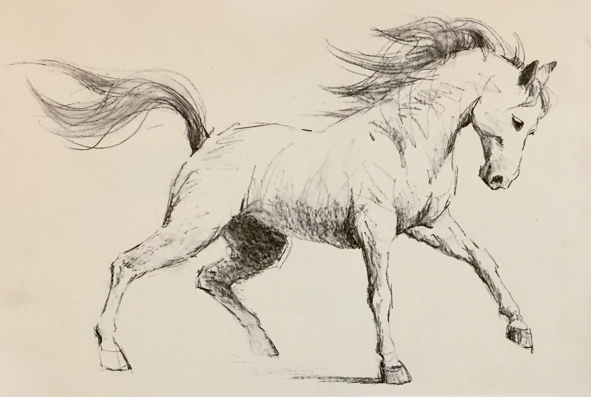 Young Horse